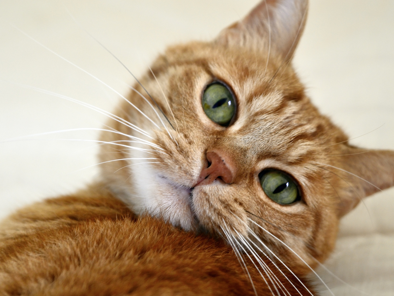 Portrait of a Brown Cat